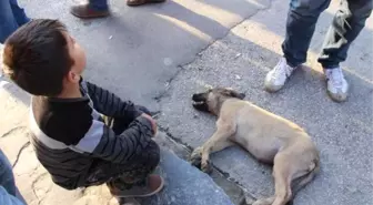 Yaralı Yavru Köpeğin Yardımına Çevredekiler Koştu