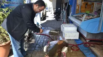 Manisalı Balıkçılar Baraj Gölünde 2,5 Metrelik Yayın Balığı Yakaladı