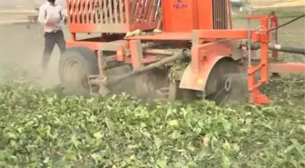 Muş'ta Pancar Alımları Sürüyor