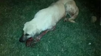 Tabancayla Başlarından Vurulan 2 Köpek Öldü