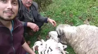 Ordu'da Bir Koyun Beşiz Doğurdu