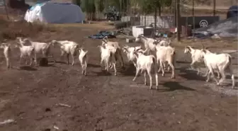 Saanen Cinsi Keçiler Muş'a Getirildi