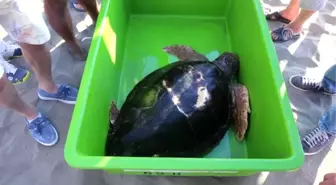 Tedavisi Tamamlanan Caretta Caretta Denize Bırakıldı