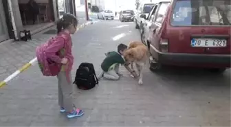 Yaralı Köpeğe Şefkat Gösteren Minik Mehmet, Altınla Ödüllendirildi