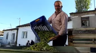 Zeytin Üreticisi Tane Zeytine Prim İstiyor