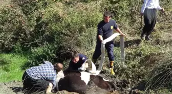 Bataklığa Saplanan İnek, 4 Saatte Kurtarıldı