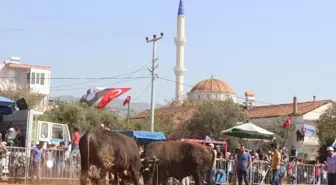 Boğa Güreşlerinin Finali Balıkköy Arenasında Yapıldı