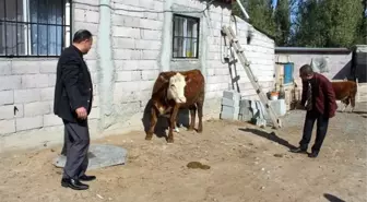 Genç Çiftçi Projesi Kapsamında İlk Buzağı Alındı