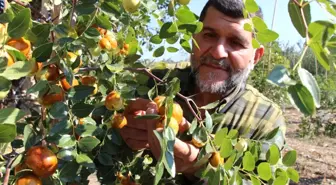 Rüyasında Gördüğü Meyveden 250 Ton Üretti