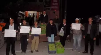 3 Ton Zeytini Protesto İçin Bedava Dağıttılar