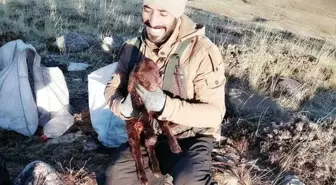 Erzincan'da İlk Kuzular Hayata Merhaba Dedi