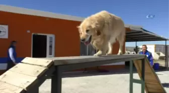 Arama ve Kurtarma Köpeklerinin Zorlu Yeterlilik Sınavları