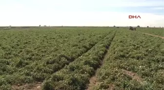 Çanakkale'de Domates Son Hasatta Yüz Güldürdü