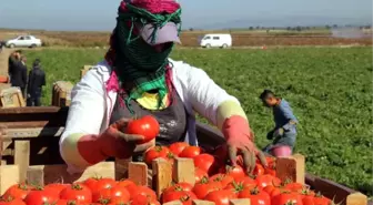 Çanakkale'de Domates Son Hasatta Yüz Güldürdü