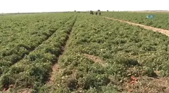 Meşhur Çanakkale Domatesi 10 Günde 3 Kat Zamlandı