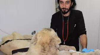 Açlıktan Ölmek Üzere Olan Kangal Cinsi Köpeğe Yardım Eli