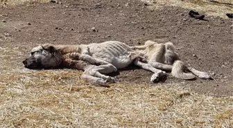 Açlıktan Ölmek Üzereyken Bulunan Köpek, Vatandaşlar Tarafından Kurtarıldı