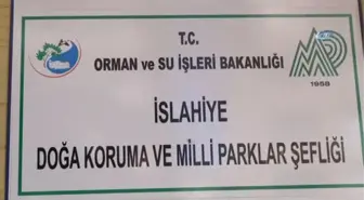 İslahiye de Yaralı Yavru Bir Atmaca Bulundu