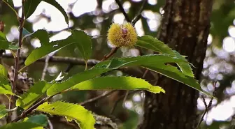 Kestaneyi Kazdağları'ndan Topluyorlar