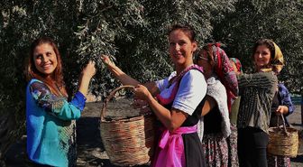 Gömeç'te '3. Geleneksel Gömeç Zeytin Hasat Şenliği' Coşkusu