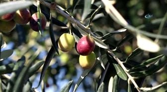 Gömeç'te '3. Geleneksel Gömeç Zeytin Hasat Şenliği' Coşkusu