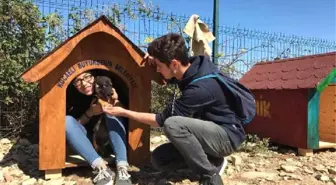 Üniversitenin Mavi Tasmalı Köpekleri