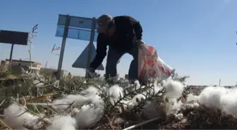 Yola Saçılan Pamuklar Geçim Kaynağı Oldu