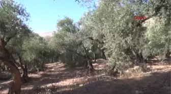 Mardin Derik'te Zeytin Hasadı Başladı: Üretici Üzgün