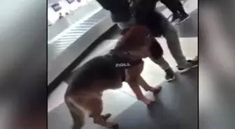 Avusturya'dan Sonra Almanya'da da Türk Yolcular Köpeklerle Aranmaya Başlandı