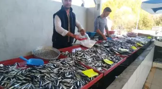 Balık Bollaştı, Fiyatlar Düştü