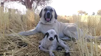 Kangal Köpeği, Doğduğu Fark Edilmeyen Kuzunun Başında Sabaha Kadar Bekledi