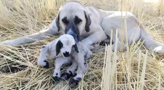 Çoban Köpeğinden Vefa Örneği