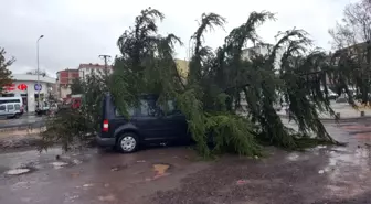 Ağaç Seyir Halindeki Aracın Üzerine Devrildi