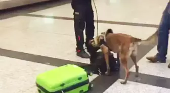 Almanlara 'Köpekli Arama' Karşılığı