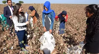 Öğretmenler Bizzat Tarlalardan Alıp Okullu Yapıyor