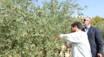 Tarihi Manastırda Zeytin Hasadı Başladı