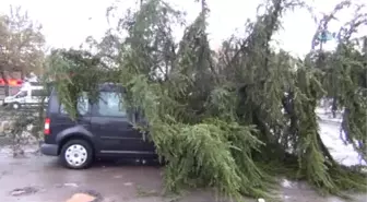 Yağmura Dayanamayan Ağaç Seyir Halindeki Aracın Üzerine Devrildi