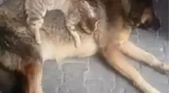 Kedi ile Köpeğin Dostluğu İlgi Çekti