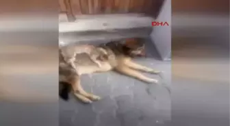 Rize'nin İkizdere İlçesi'nde Kedi ile Köpeğin Dostluğu İlgi Çekiyor.