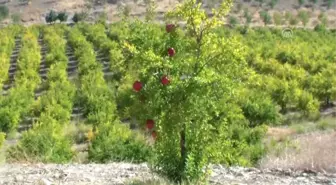 Adıyaman'dan Almanya'ya Nar İhracatı