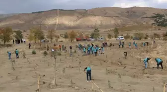 Erzincan'da Denetimli Serbestlik Yükümlüleri 260 Fidan Dikti