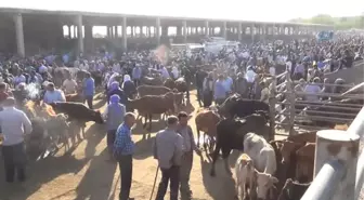 Ucuz Kırmızı Et İçin Yerli Üretim Teşvik Edilmeli