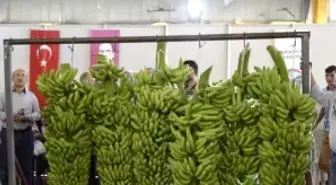 Anamur'da Muz Hevengi Yarışması