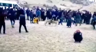 Besni'de Köpek Dövüştürüp, Bahis Oynayanlara Baskın