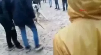 Adıyaman Köpek Dövüştürenlere Operasyon