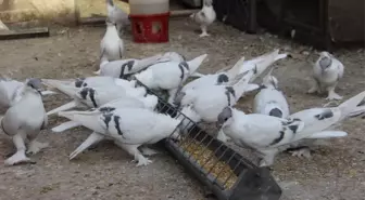 Binlerce TL'lik Güvercinlere 4 Kapı ve Kameralı Güvenlik