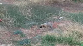 Bir Aylık Köpeğin Kulağını Kestiler