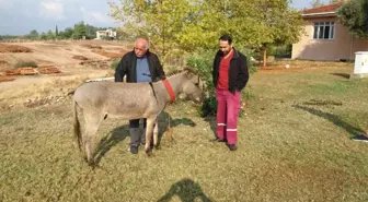 Eşekli Muhtar Eşeğini Yeniledi