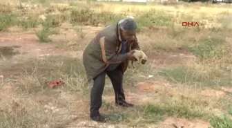 Gaziantep Yavru Köpeği, Kulaklarını Kesip, Araziye Attılar