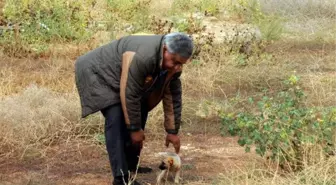 Yavru Köpeği, Kulaklarını Kesip, Araziye Attılar